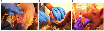 A cross-sectional assessment of PRRSV nucleic acid detection by RT-qPCR in serum, ear-vein blood swabs, nasal swabs, and oral swabs from weaning-age pigs under field conditions